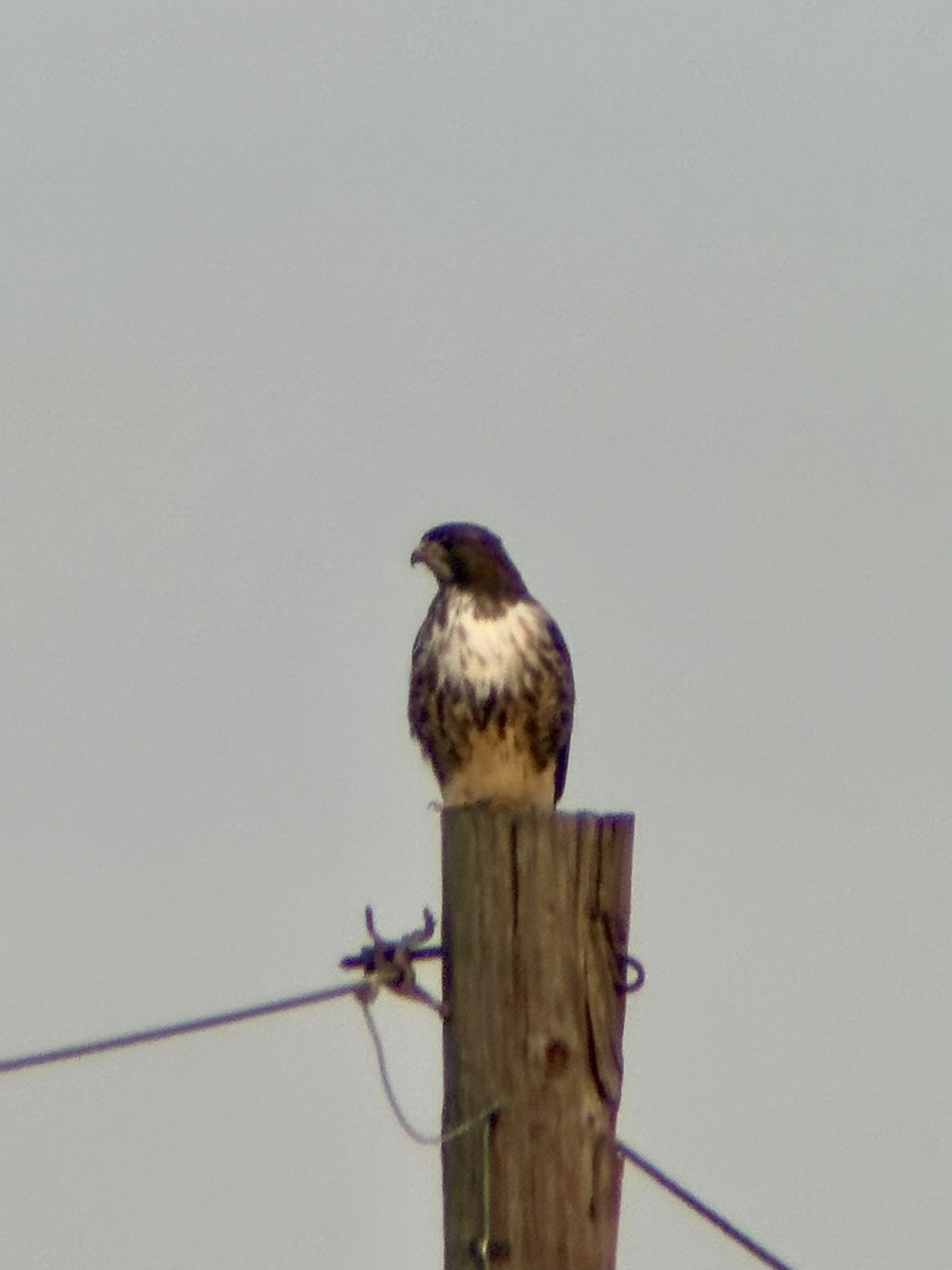 Red-tailed Hawk (abieticola) - ML645424591