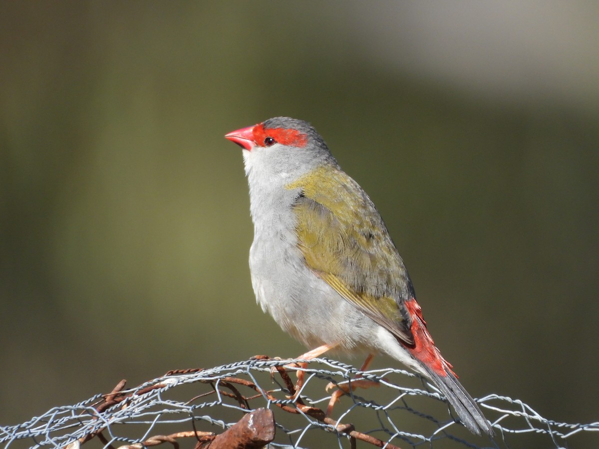 Al Kaşlı Belikınalı - ML645424599