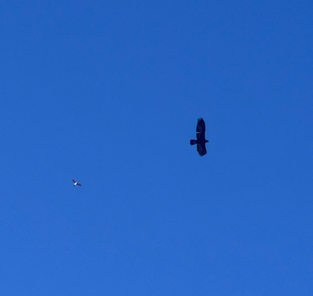 Golden Eagle - ML645424604