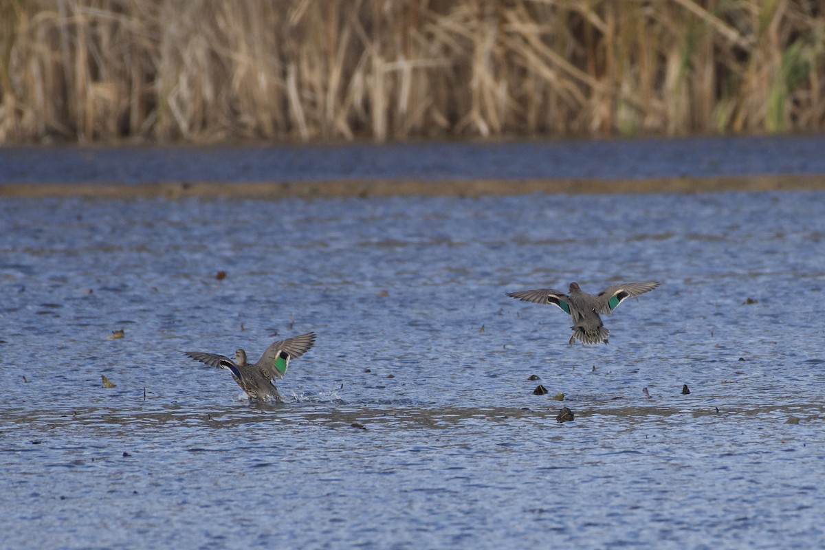 Green-winged Teal - ML645424609