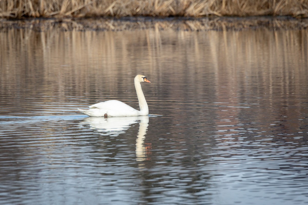 Mute Swan - ML645424620