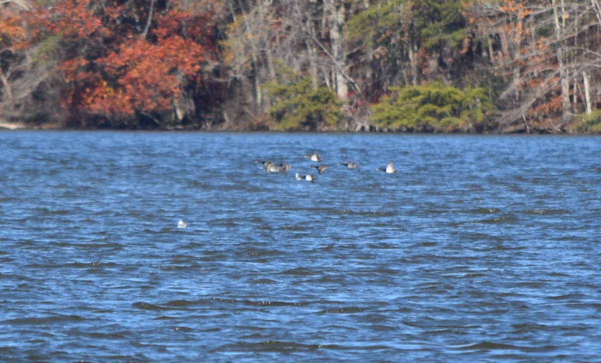 Lesser Scaup - ML645424624