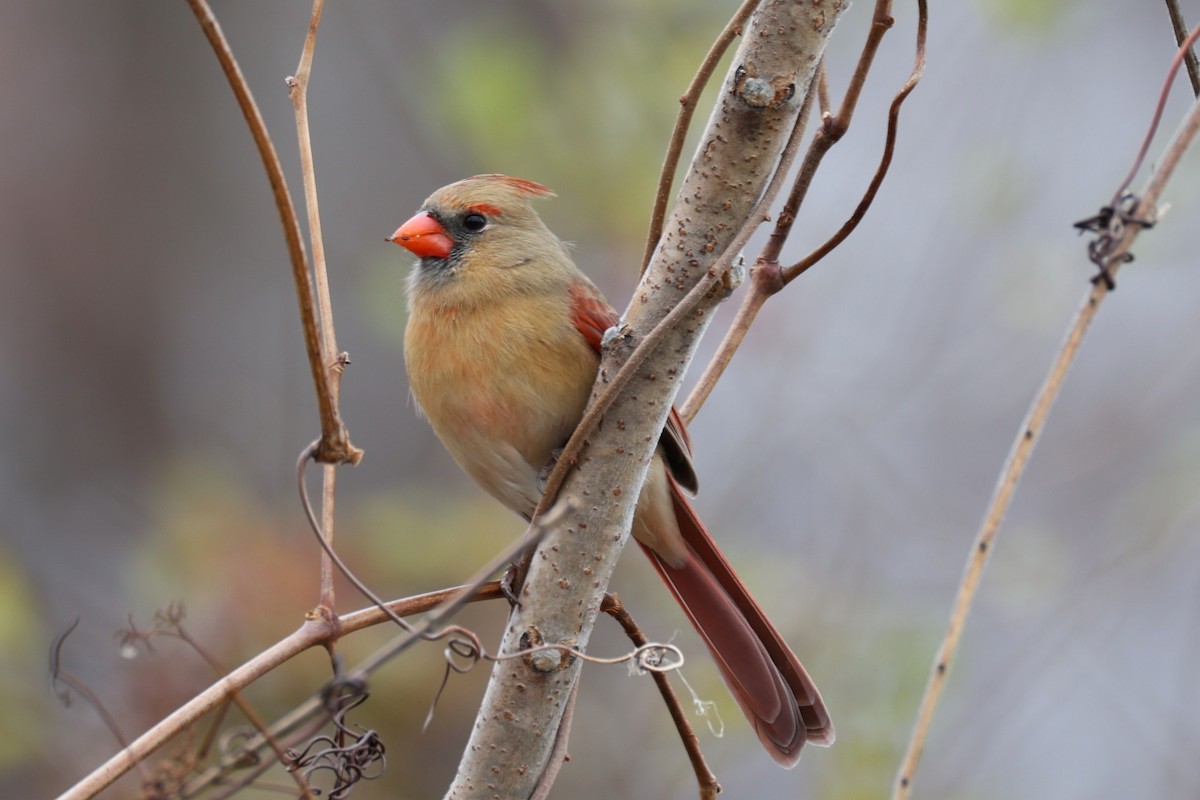 Northern Cardinal - ML645424625