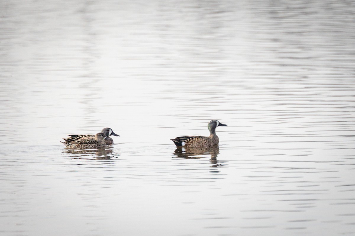 Blue-winged Teal - ML645424627