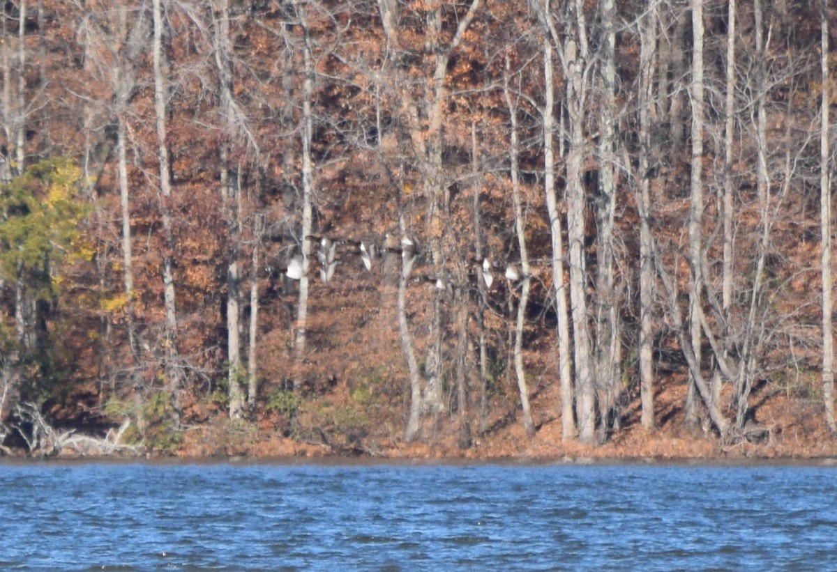 Lesser Scaup - ML645424628