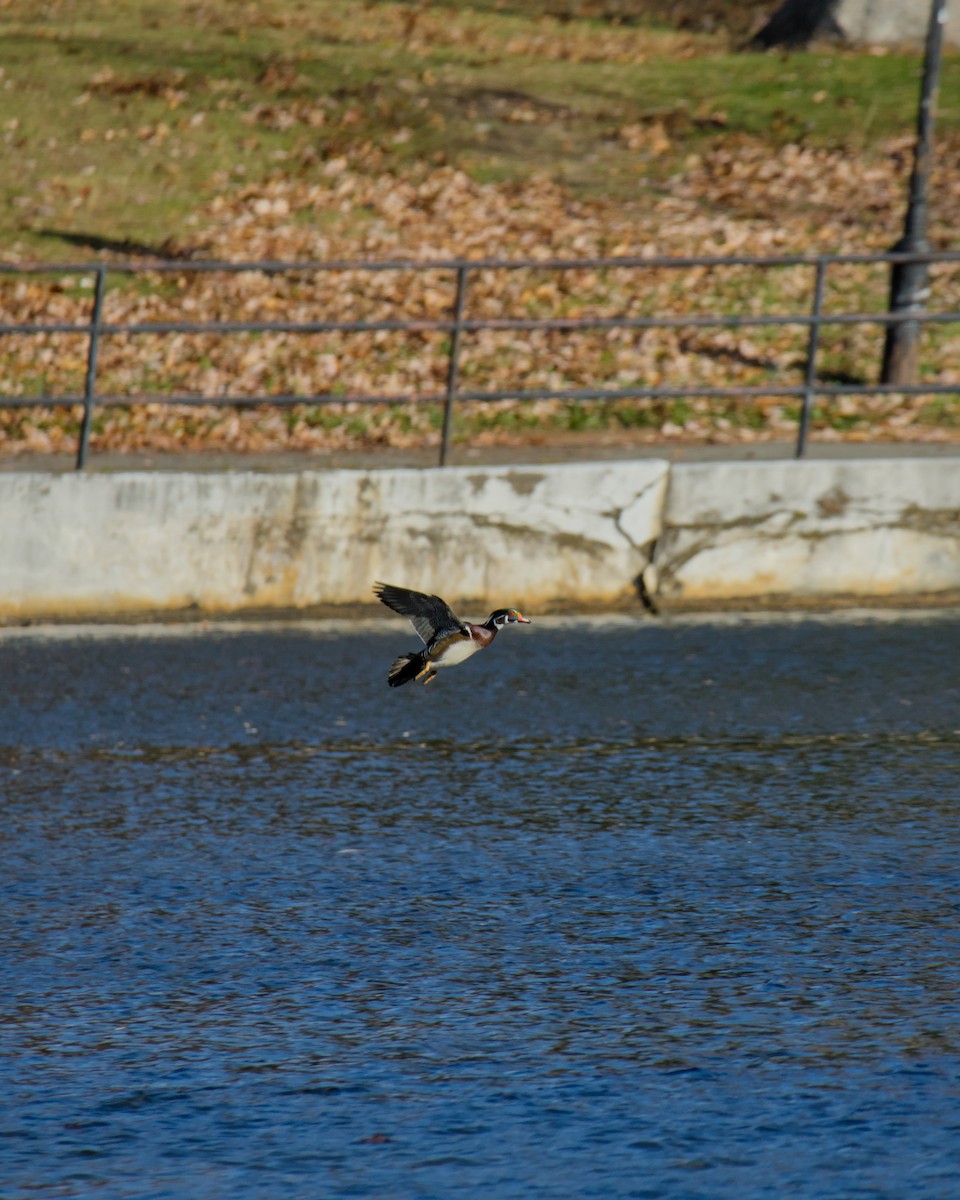 kachnička karolínská - ML645424634