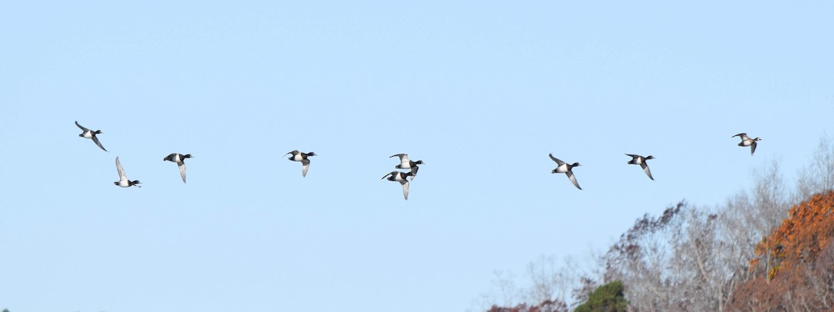 Lesser Scaup - ML645424645