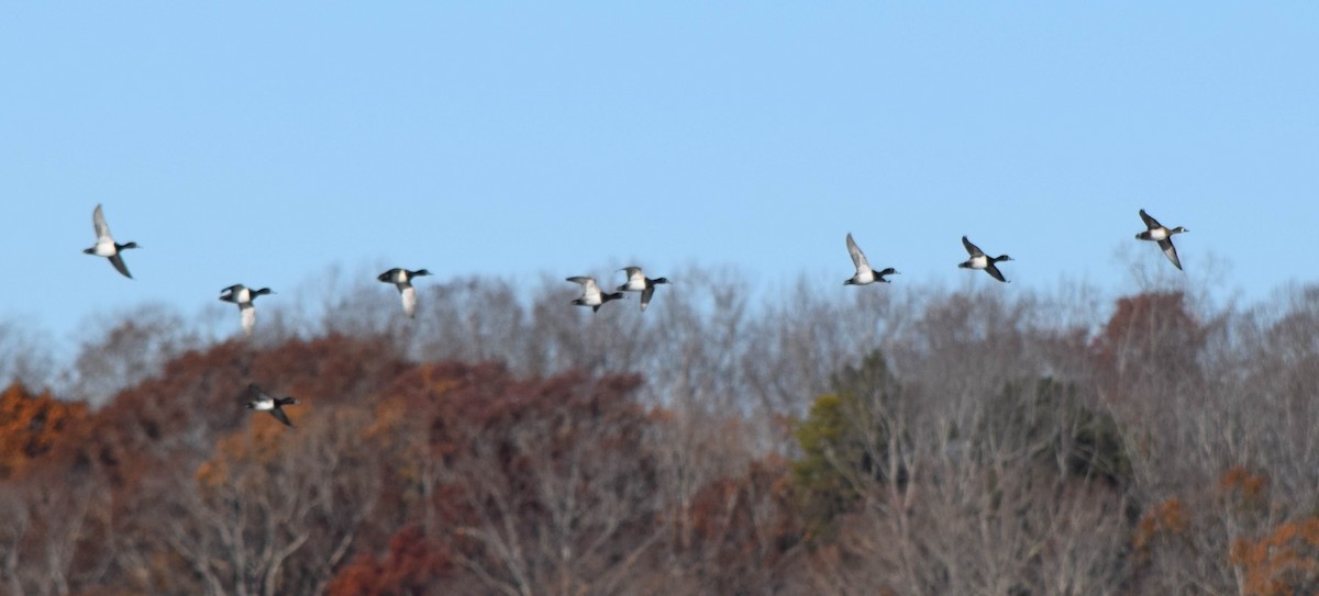 Lesser Scaup - ML645424646