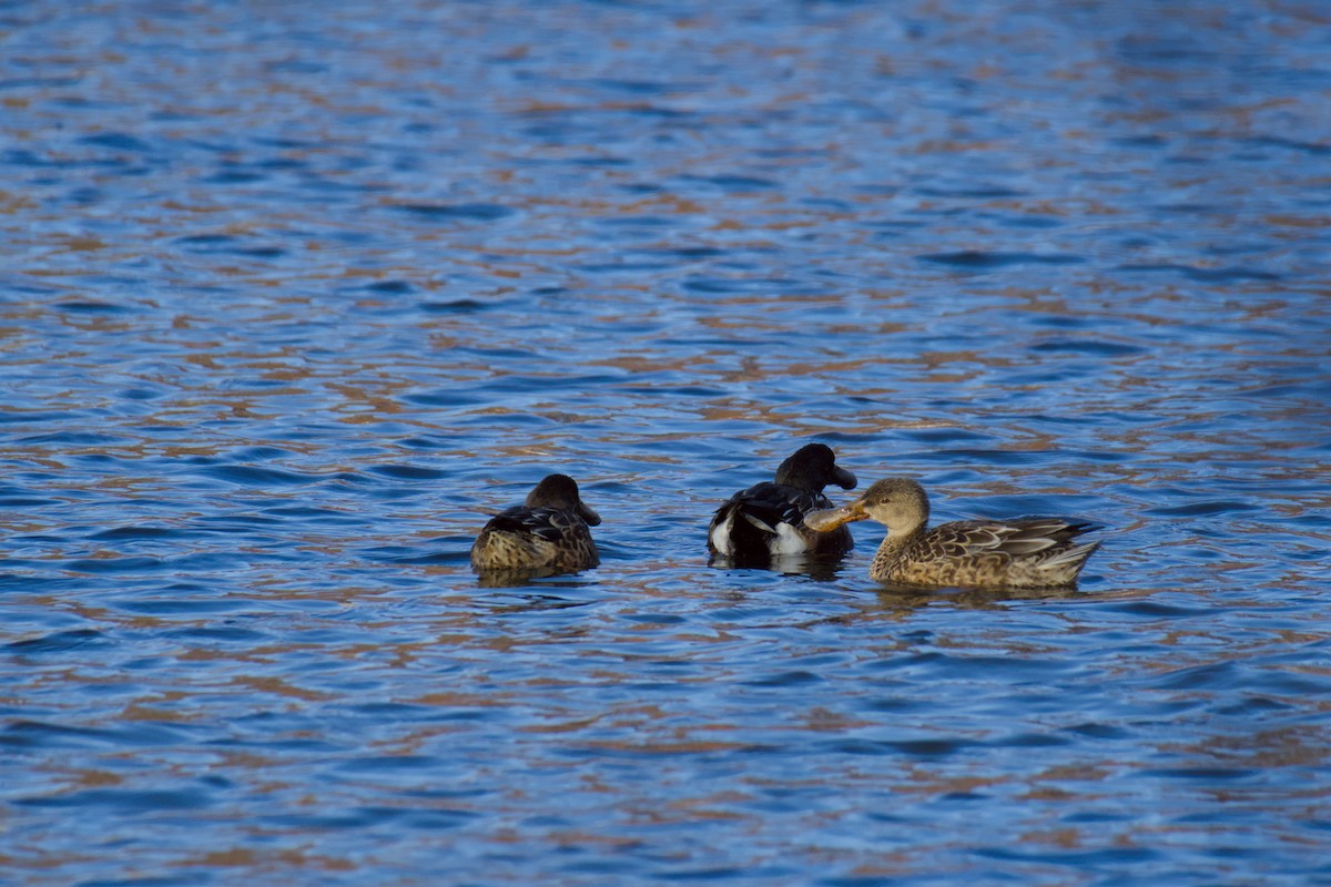 Northern Shoveler - ML645424648