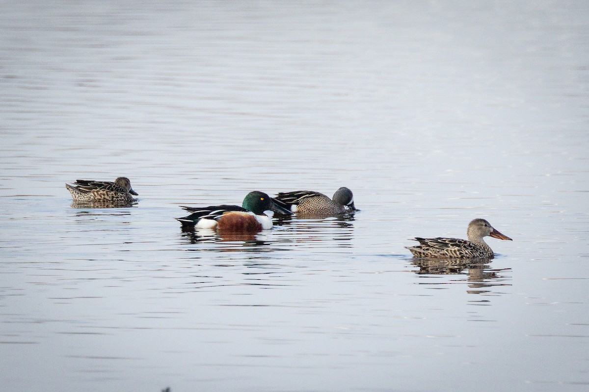 Northern Shoveler - ML645424649