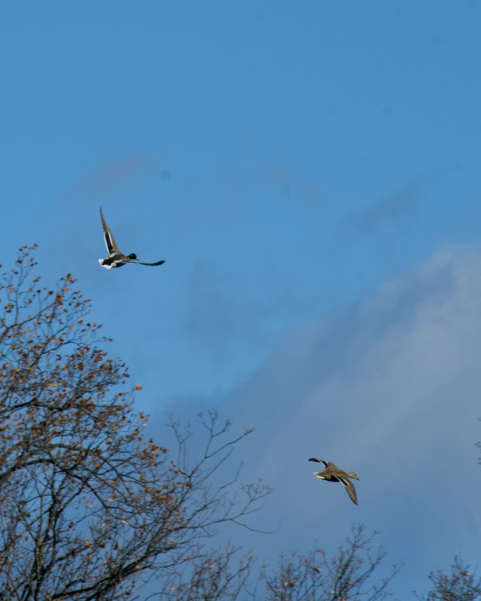 Mallard - ML645424651