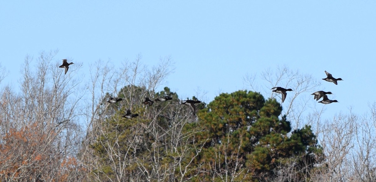 Lesser Scaup - ML645424653