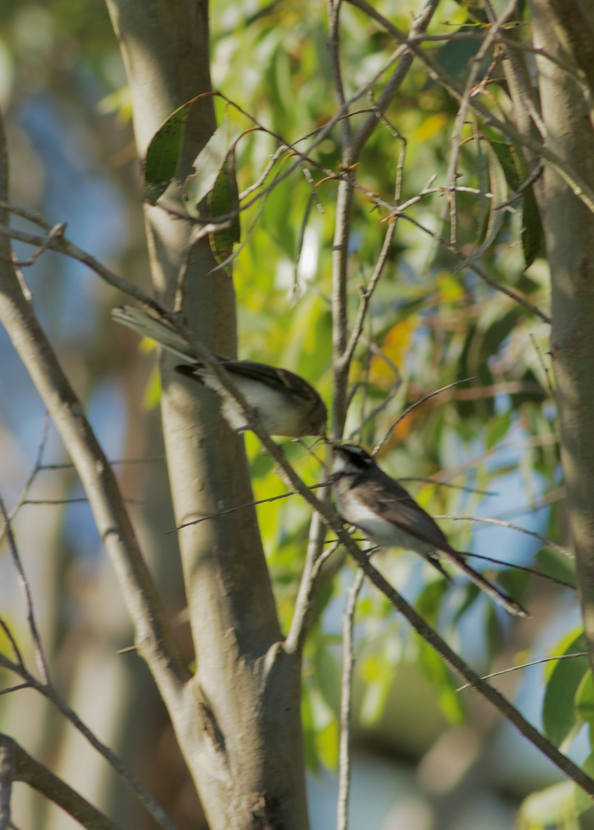 Gray Fantail - ML645424661