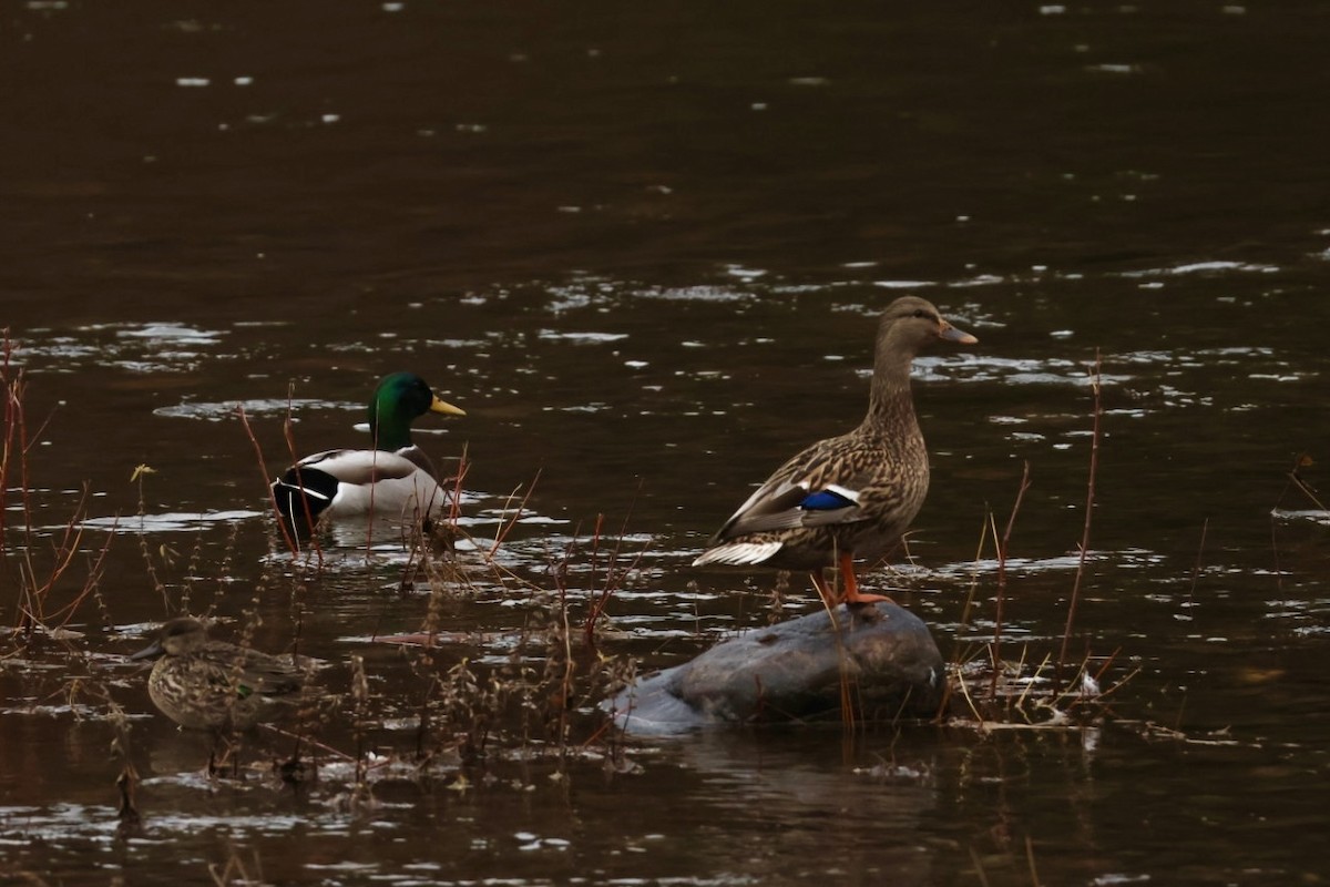 Mallard - ML645424662