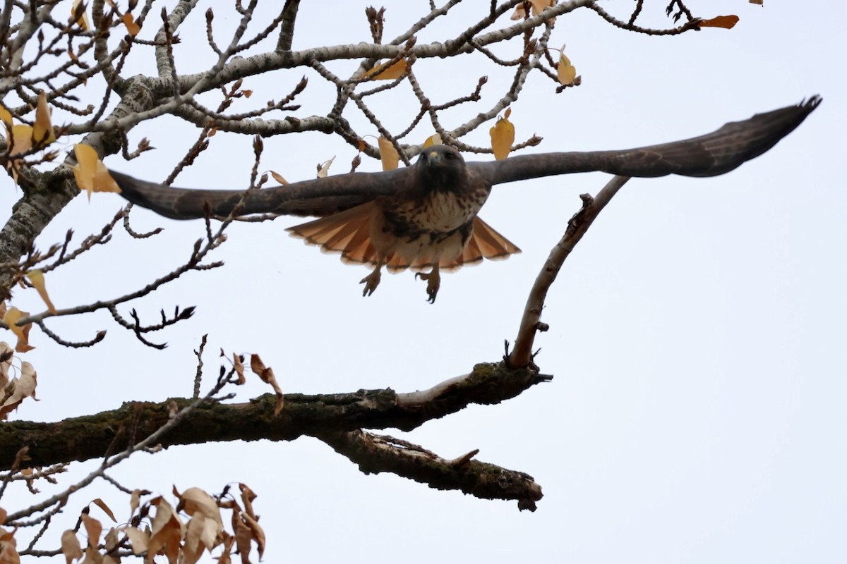 Red-tailed Hawk - ML645424670