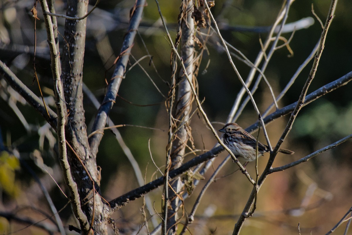 Song Sparrow - ML645424671