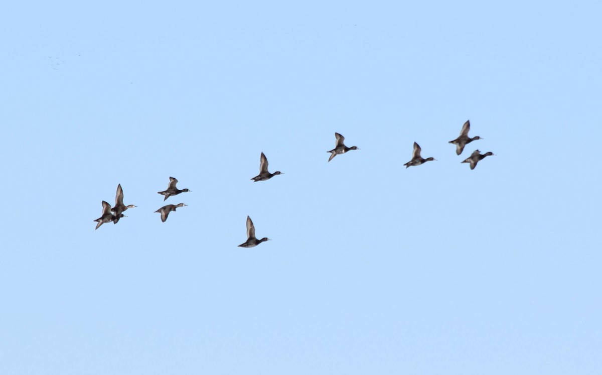 Lesser Scaup - ML645424673