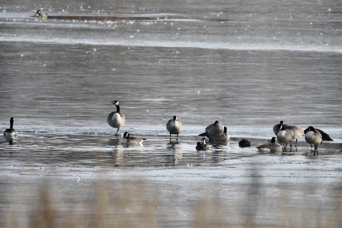 Cackling Goose (Richardson's) - ML645424674