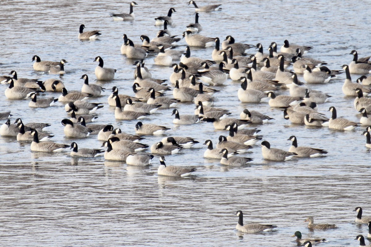 Cackling Goose (Richardson's) - ML645424675