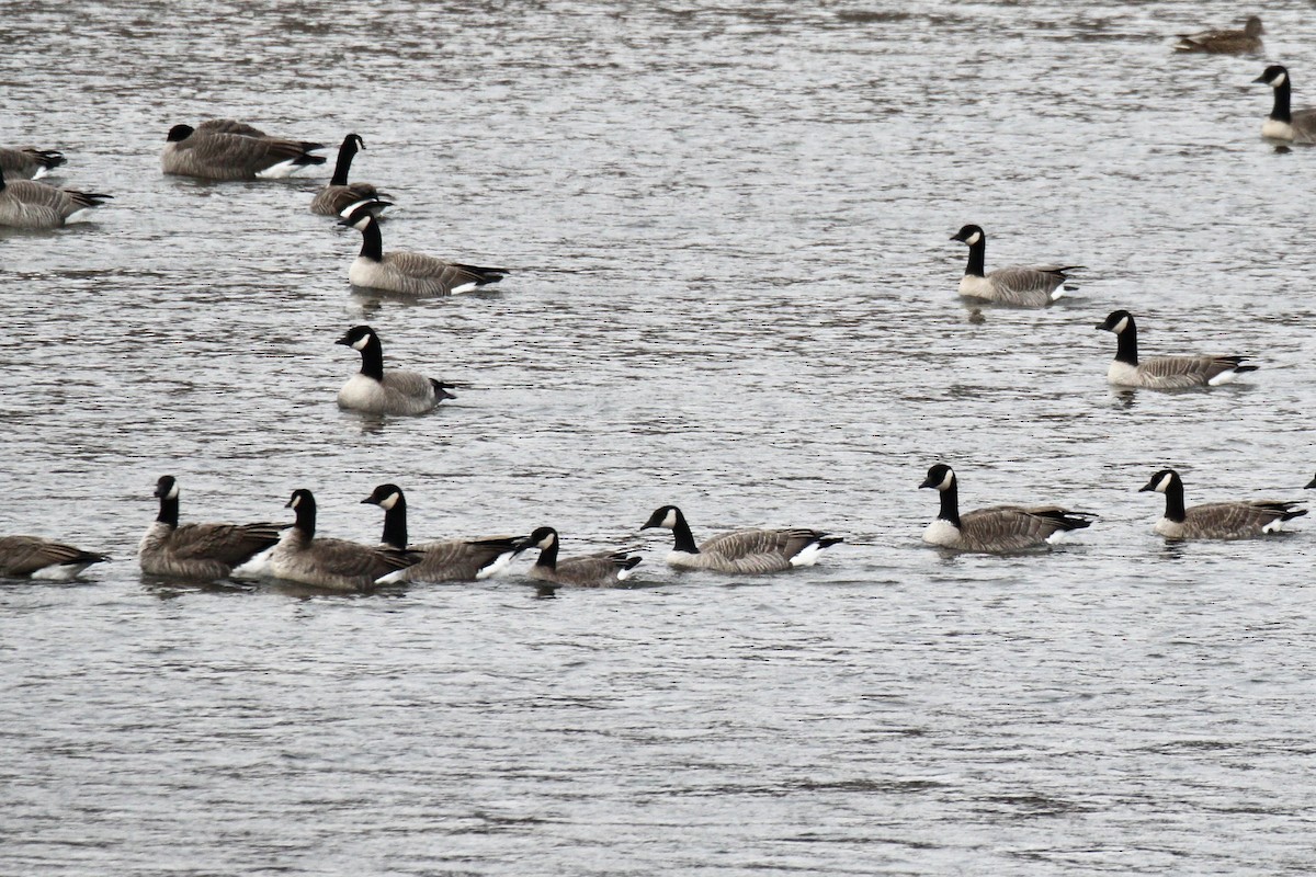 Cackling Goose (Richardson's) - ML645424676