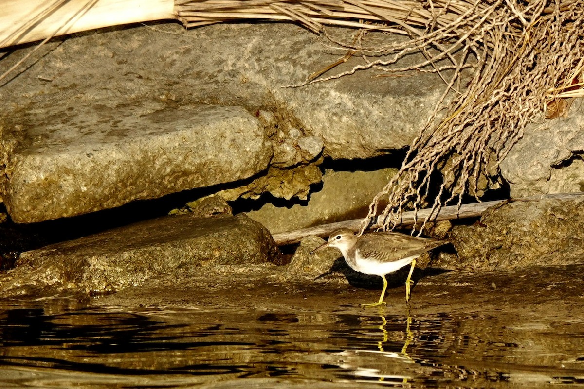 Spotted Sandpiper - ML645424678