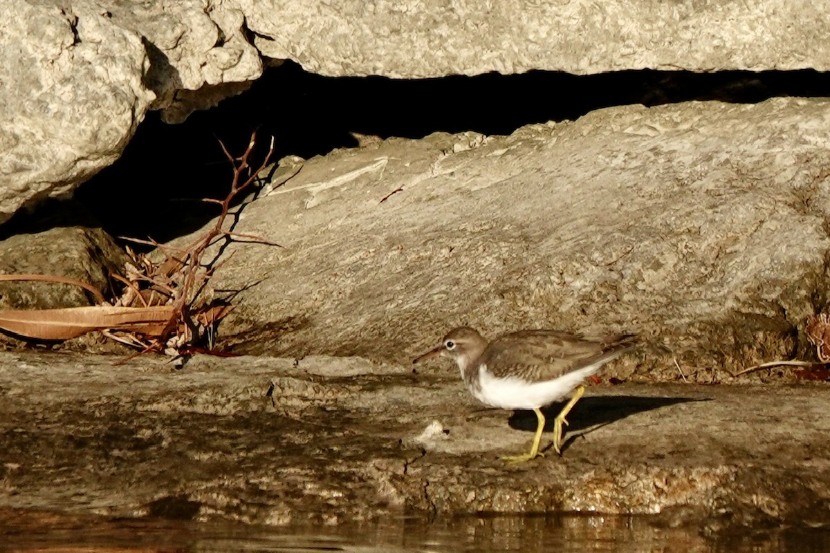 Spotted Sandpiper - ML645424679