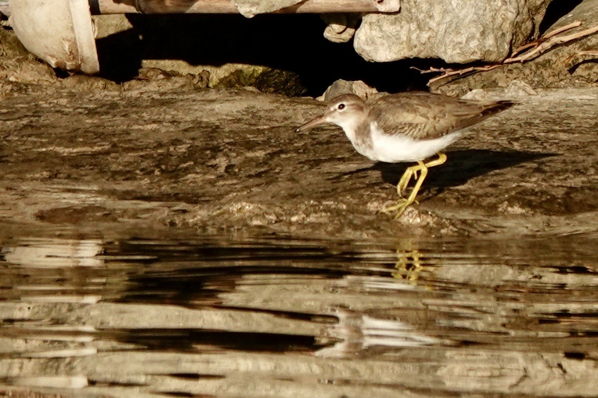 Spotted Sandpiper - ML645424680