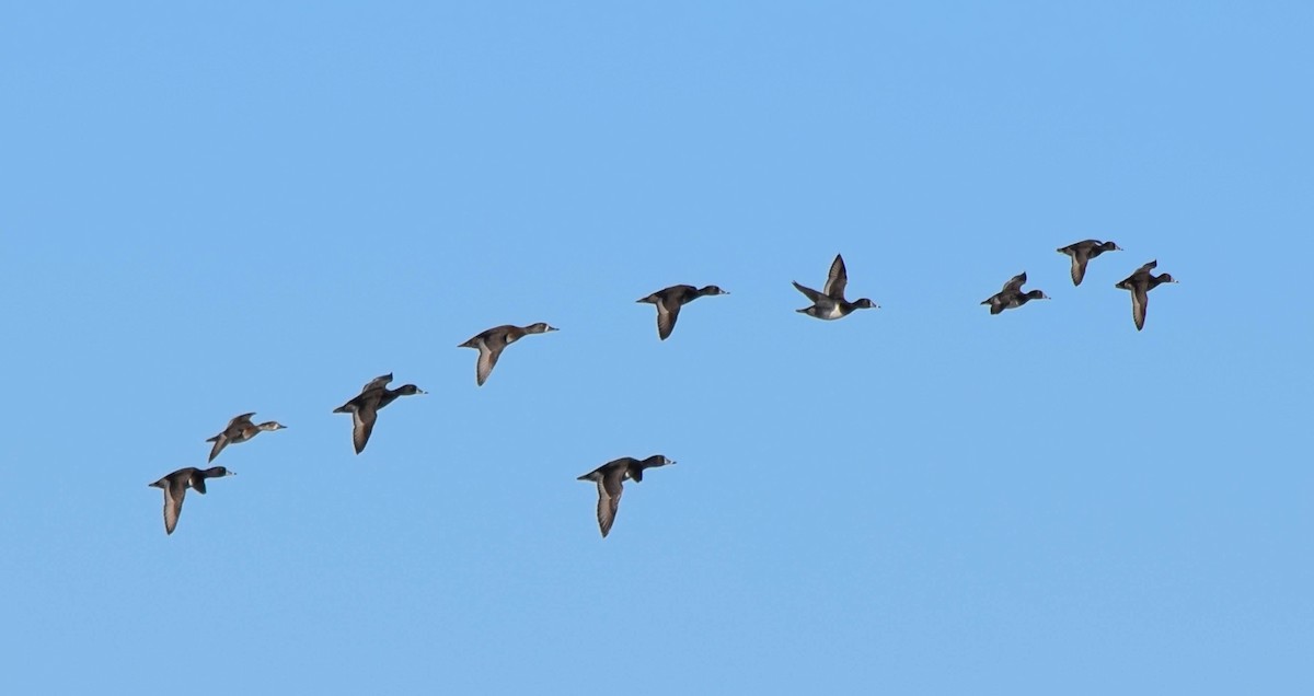 Lesser Scaup - ML645424681