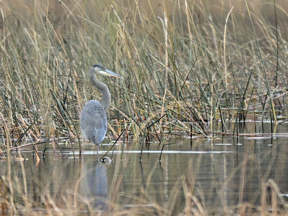 Great Blue Heron - ML645424682