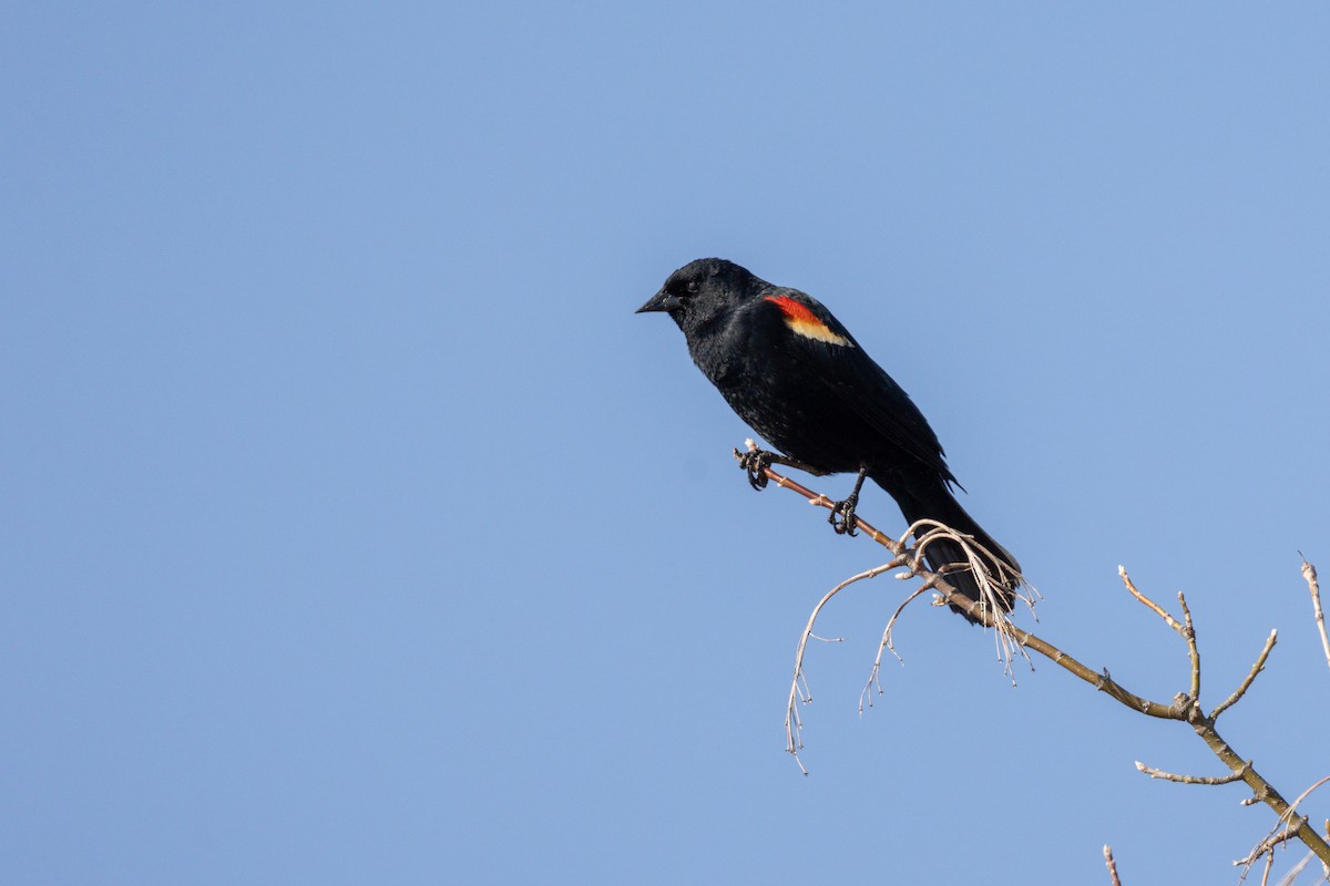 Red-winged Blackbird - ML645424685