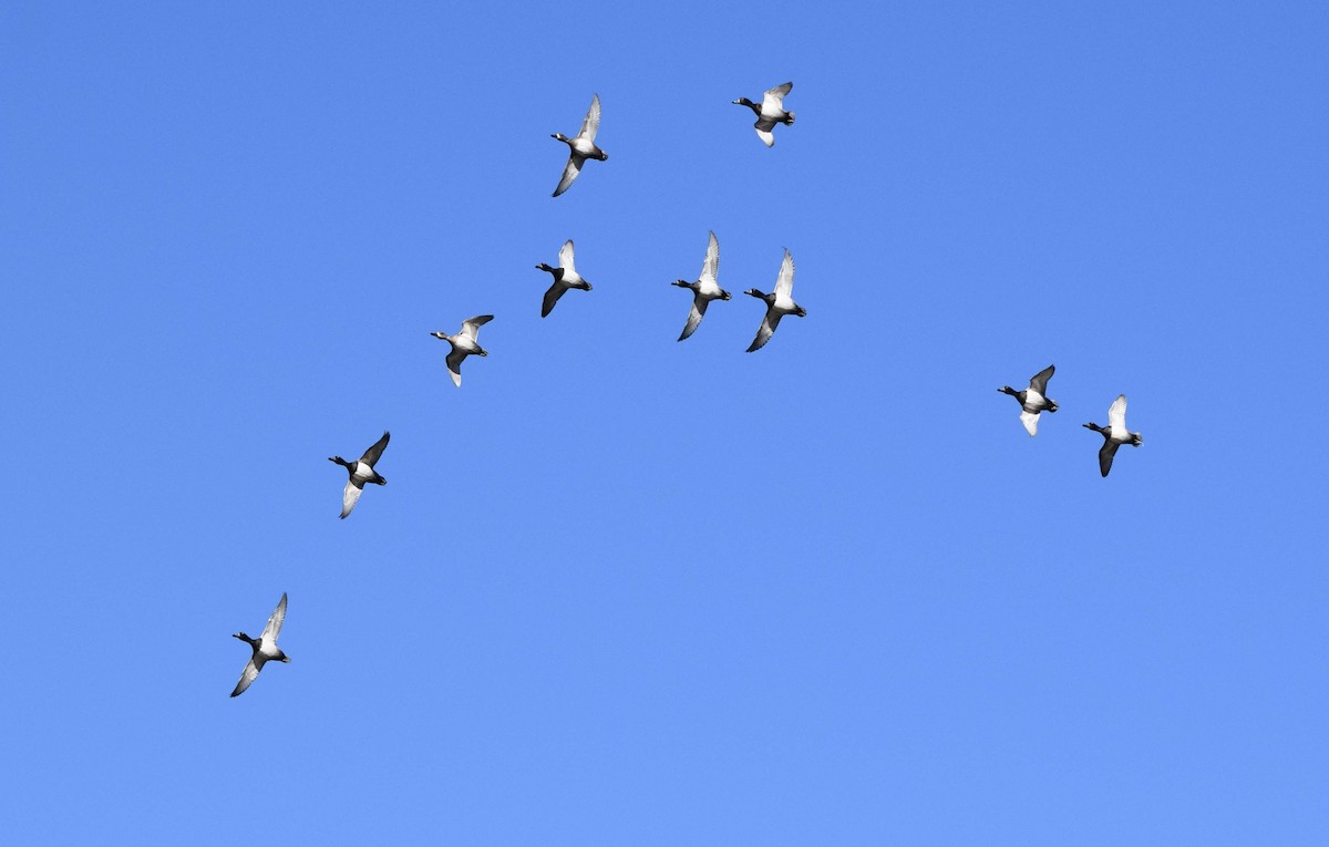 Lesser Scaup - ML645424687