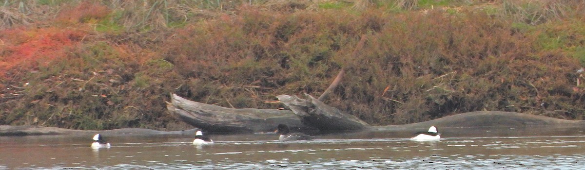 Barrow's Goldeneye - ML645424688