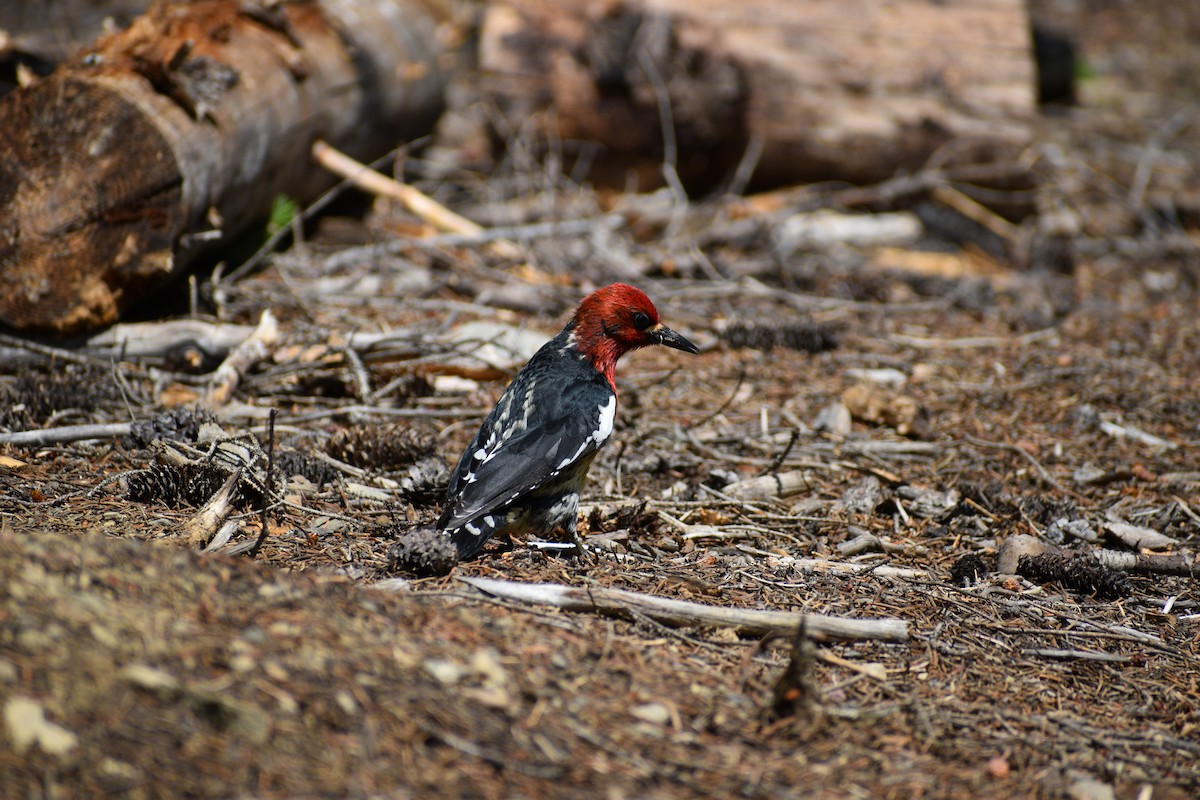 Red-breasted Sapsucker - ML645424689