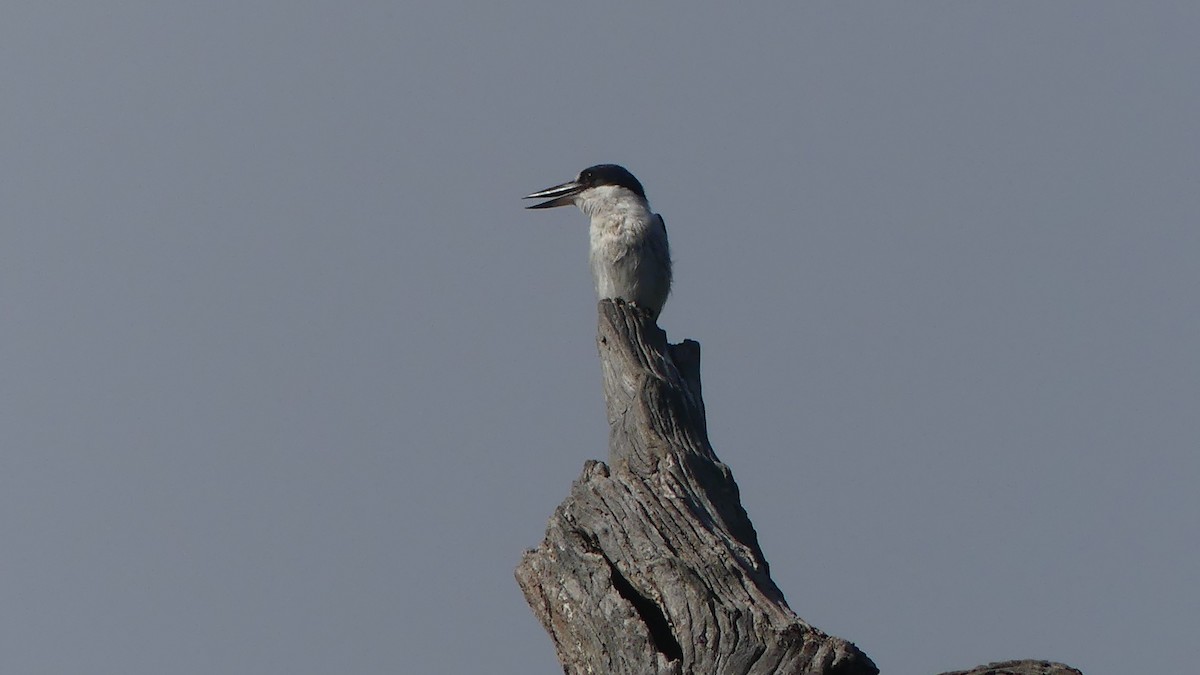 Forest Kingfisher - ML645424690
