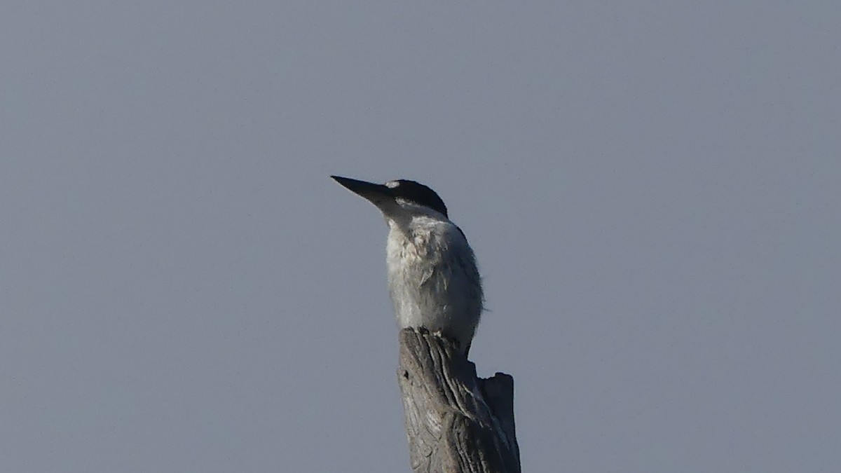 Forest Kingfisher - ML645424691