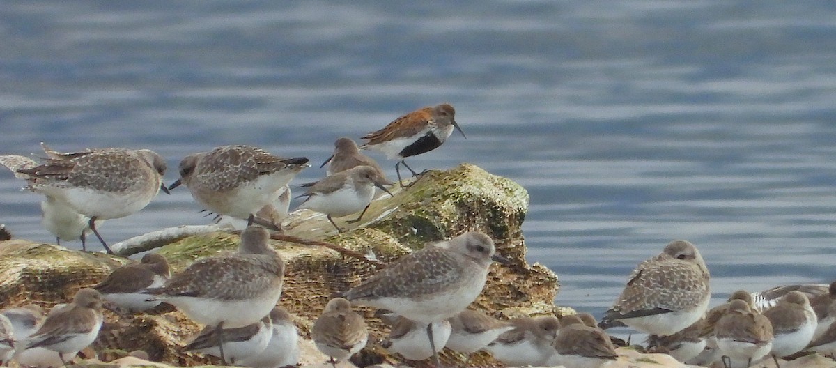 Dunlin - ML645424692