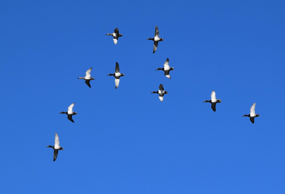 Lesser Scaup - ML645424693