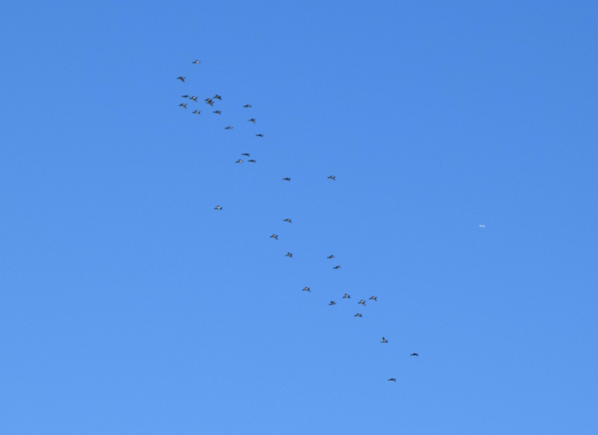 Lesser Scaup - ML645424694