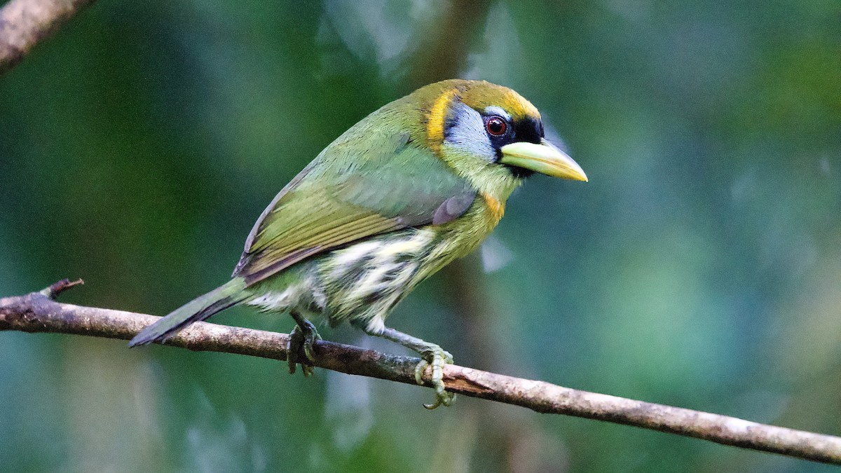 Red-headed Barbet - ML645424695