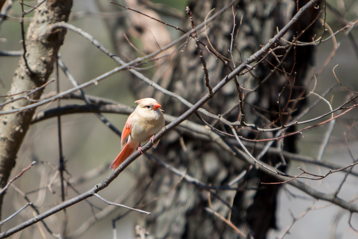 Northern Cardinal - ML645424696