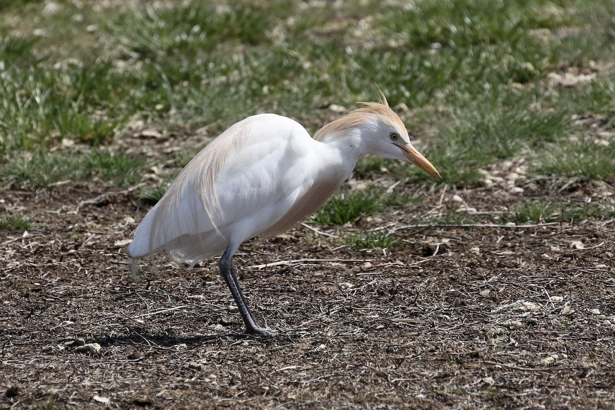 Western Cattle-Egret - ML645424701