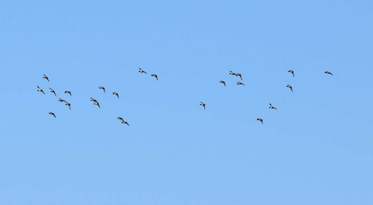 Lesser Scaup - ML645424704