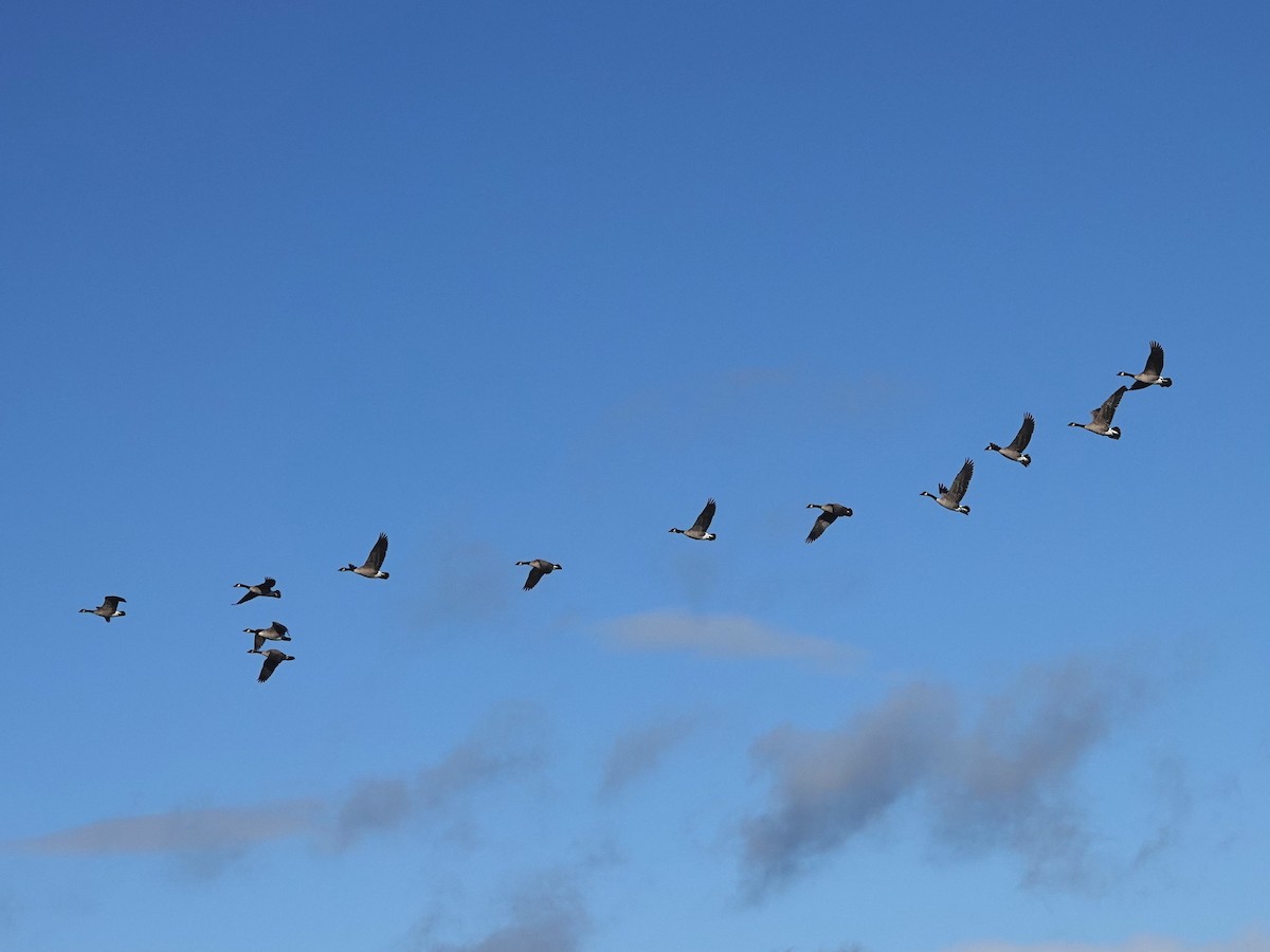 Canada Goose - ML645424709
