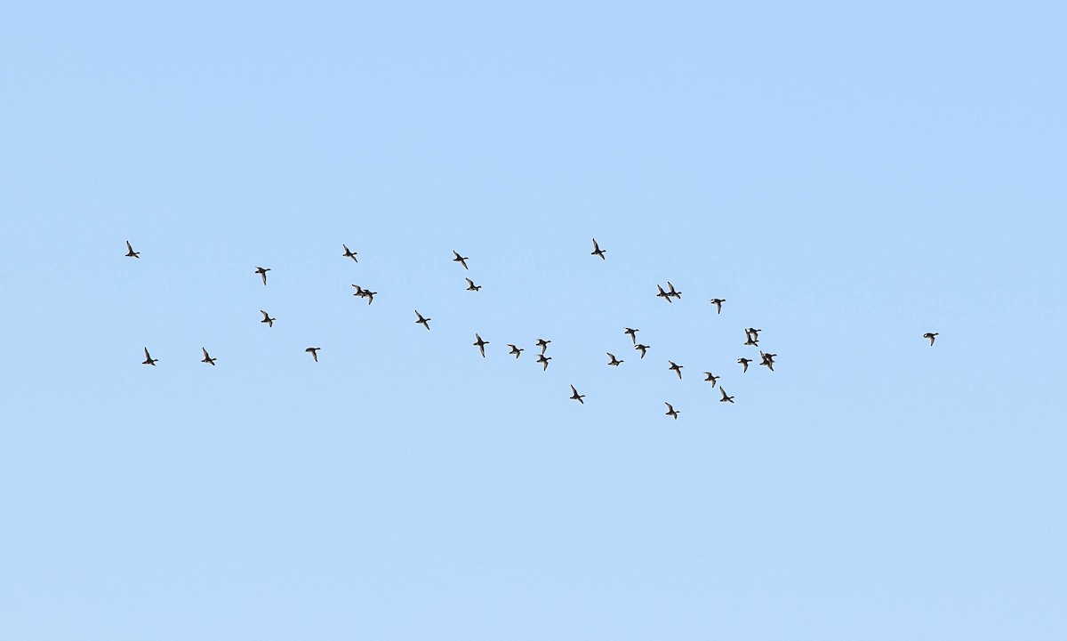Lesser Scaup - ML645424711