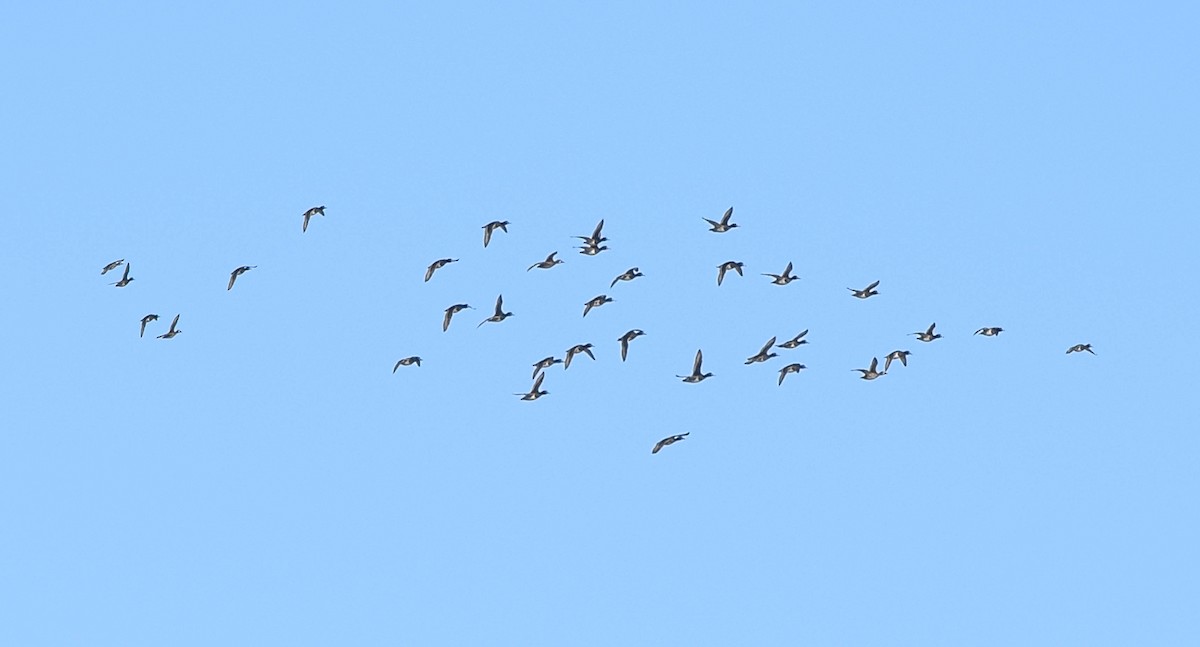 Lesser Scaup - ML645424712