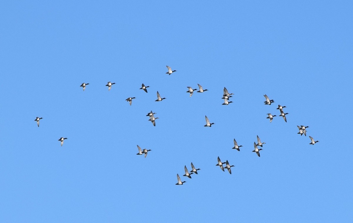 Lesser Scaup - ML645424715