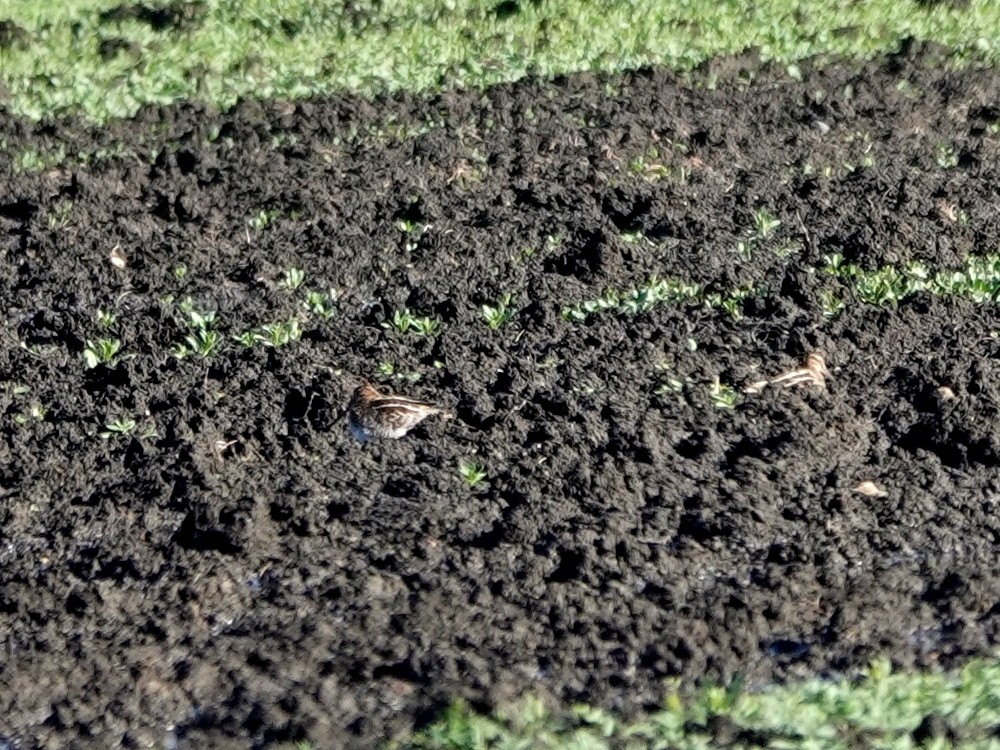 Wilson's Snipe - ML645424718