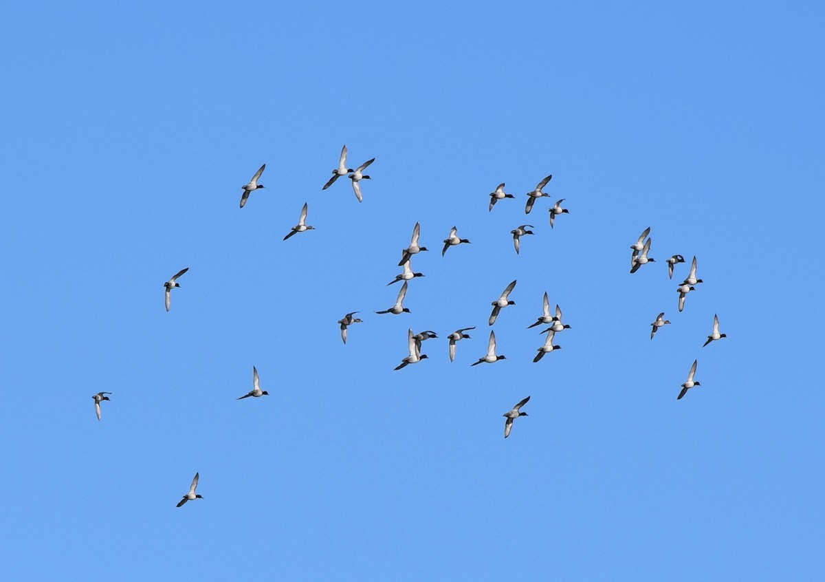 Lesser Scaup - ML645424723