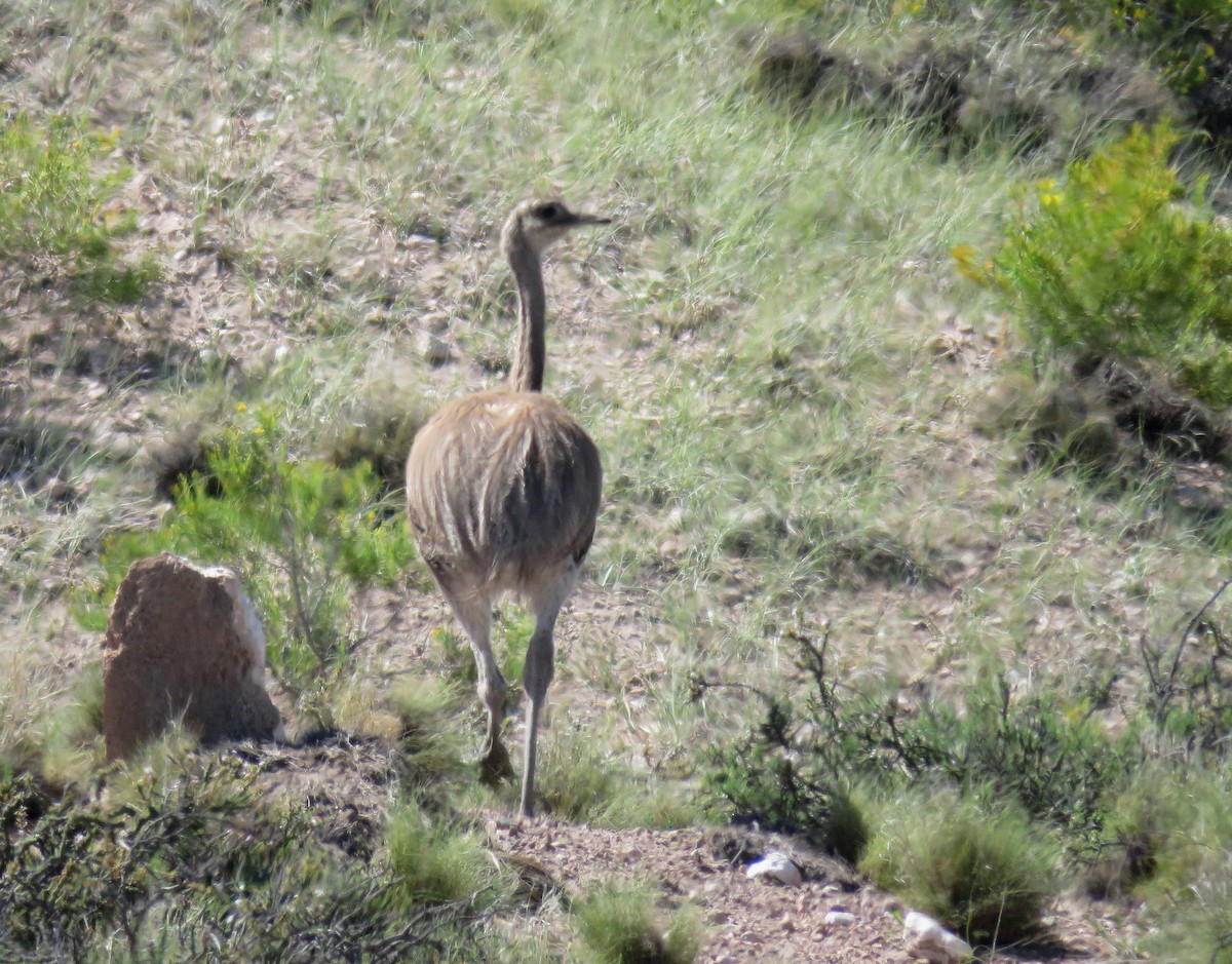 Lesser Rhea - ML645424726