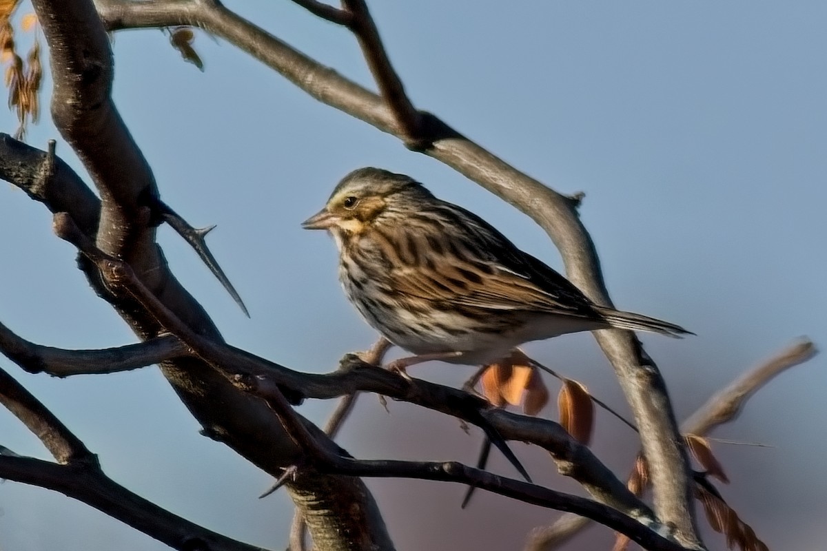 Пасовник савановий - ML645424728
